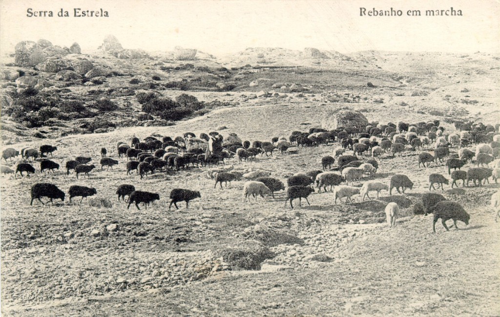 Rebanho-em-marcha-Serra-da-Estrela