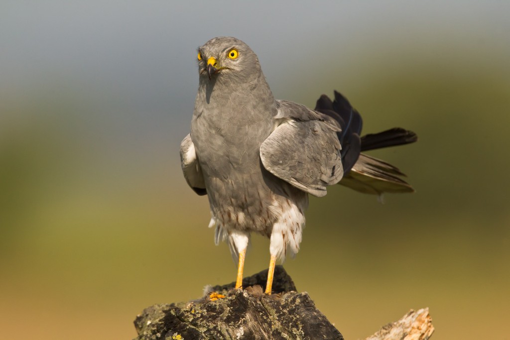 Tartaranhão-Caçador-02