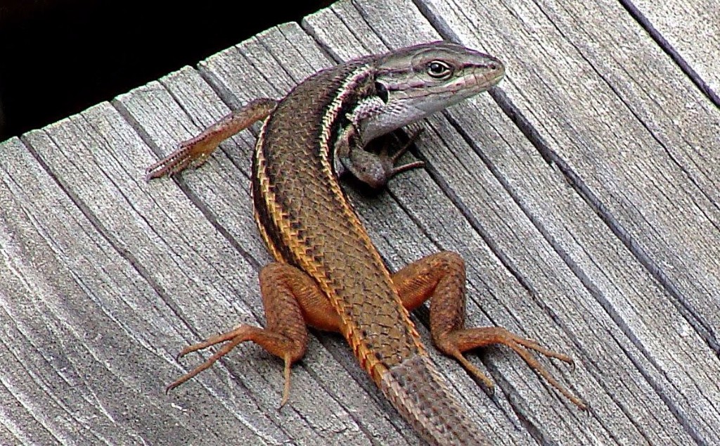 Lagartixa-do-mato-03