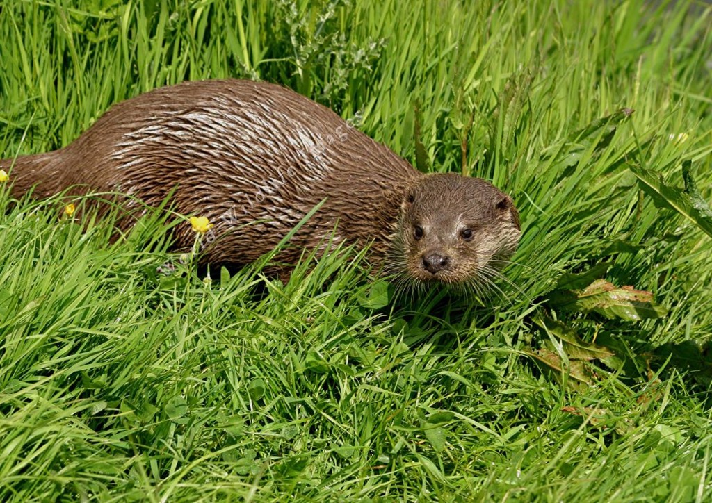lontra-02 lontra-02