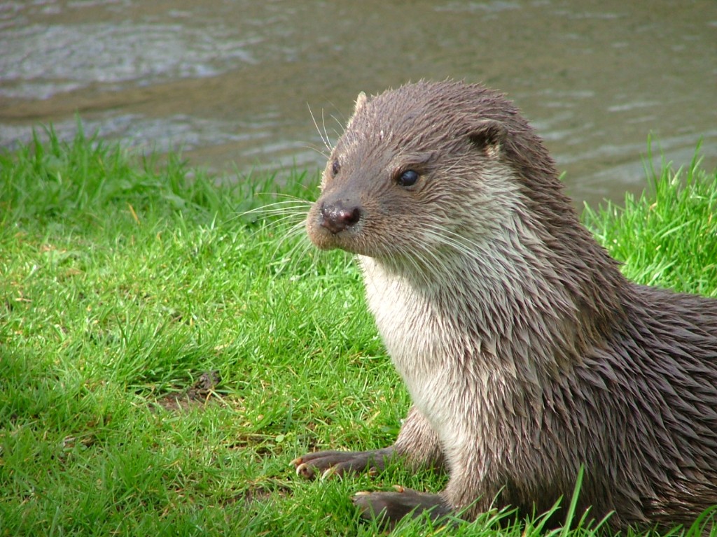 lontra-03 lontra-03