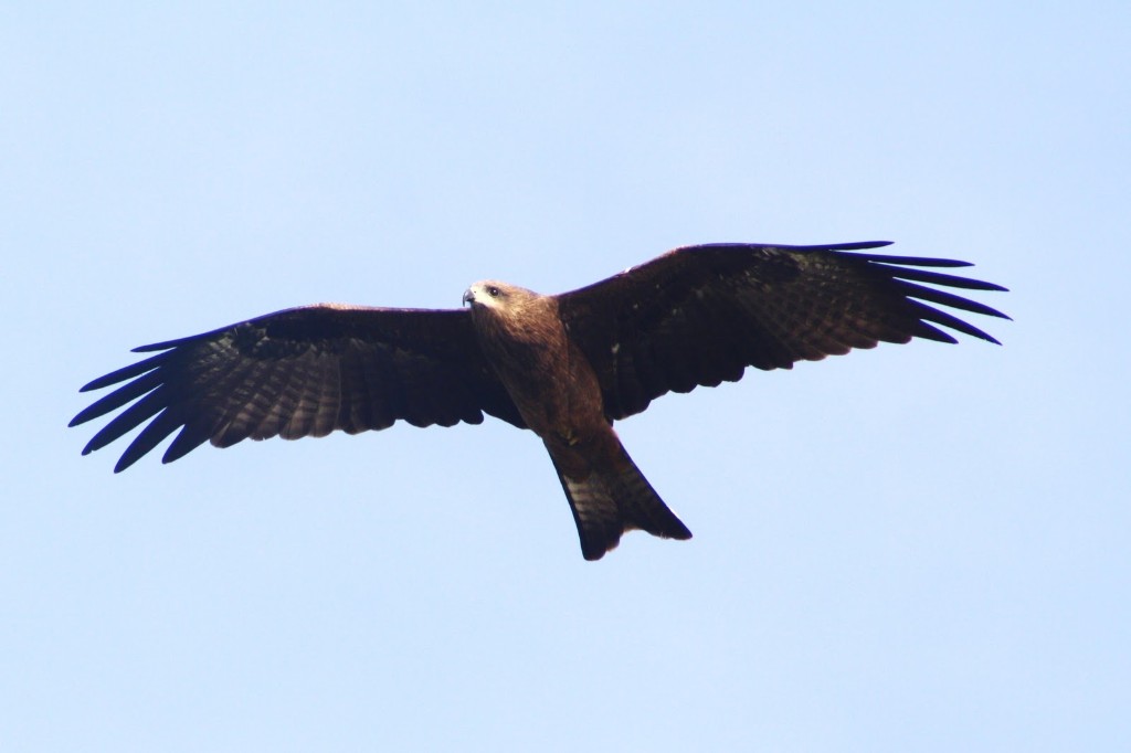 Milhafre-preto-Milvus-migrans-01 Milhafre-preto-Milvus-migrans-01