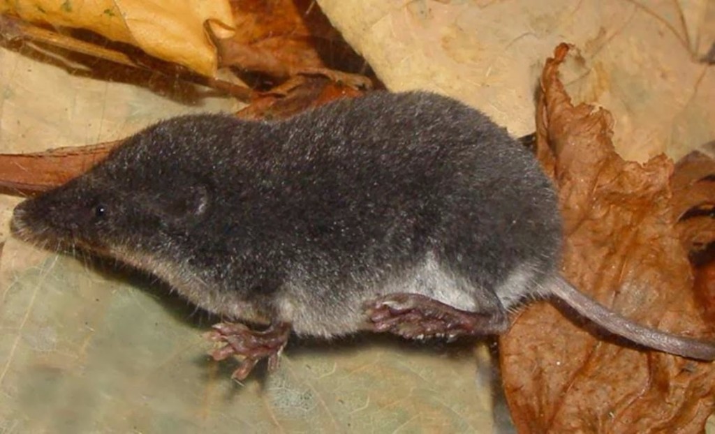 Musaranho-de-água-01