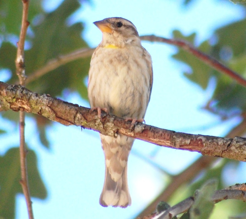 Pardal-francês-Petronia-petronia-01