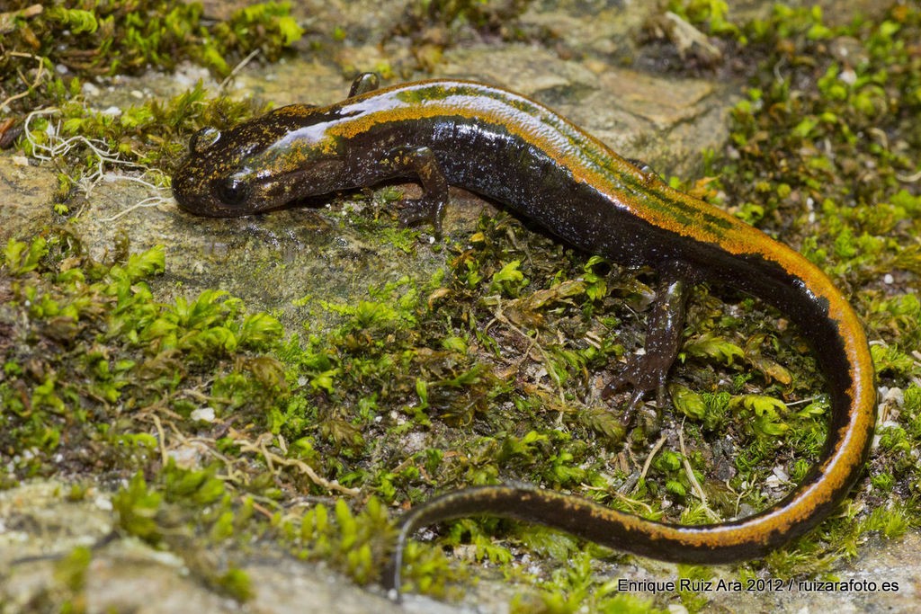 salamandra-lusitânica-02