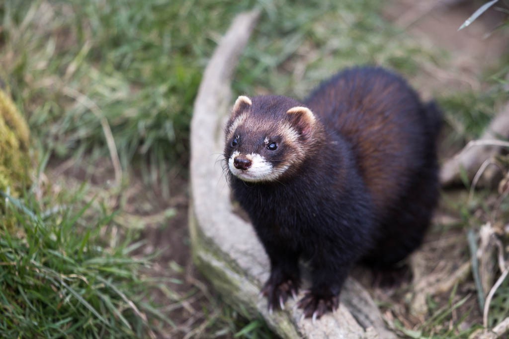 Toirão-Mustela-putorius-02
