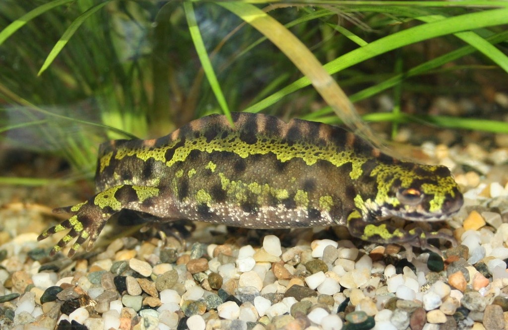 Tritão-marmurado-02
