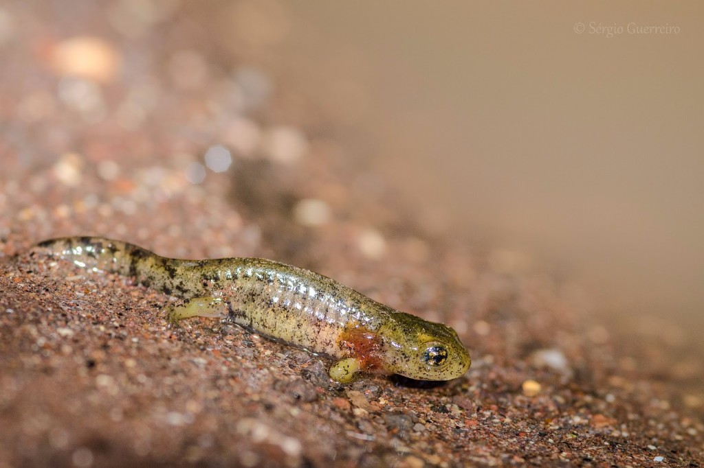 Tritão-marmurado-03