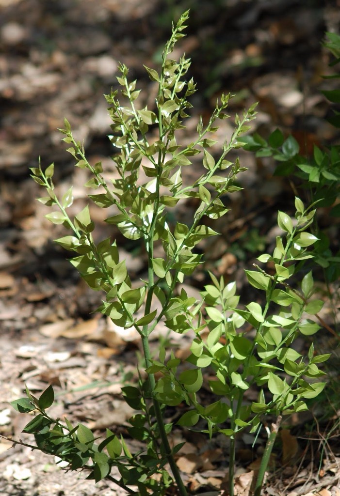 Gilbardeira-Ruscus-aculeatus-L.-01 Gilbardeira-Ruscus-aculeatus-L.-01