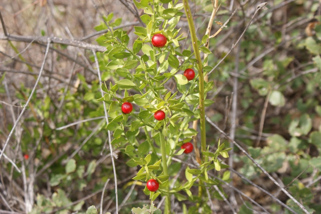 Gilbardeira-Ruscus-aculeatus-L.-02 Gilbardeira-Ruscus-aculeatus-L.-02