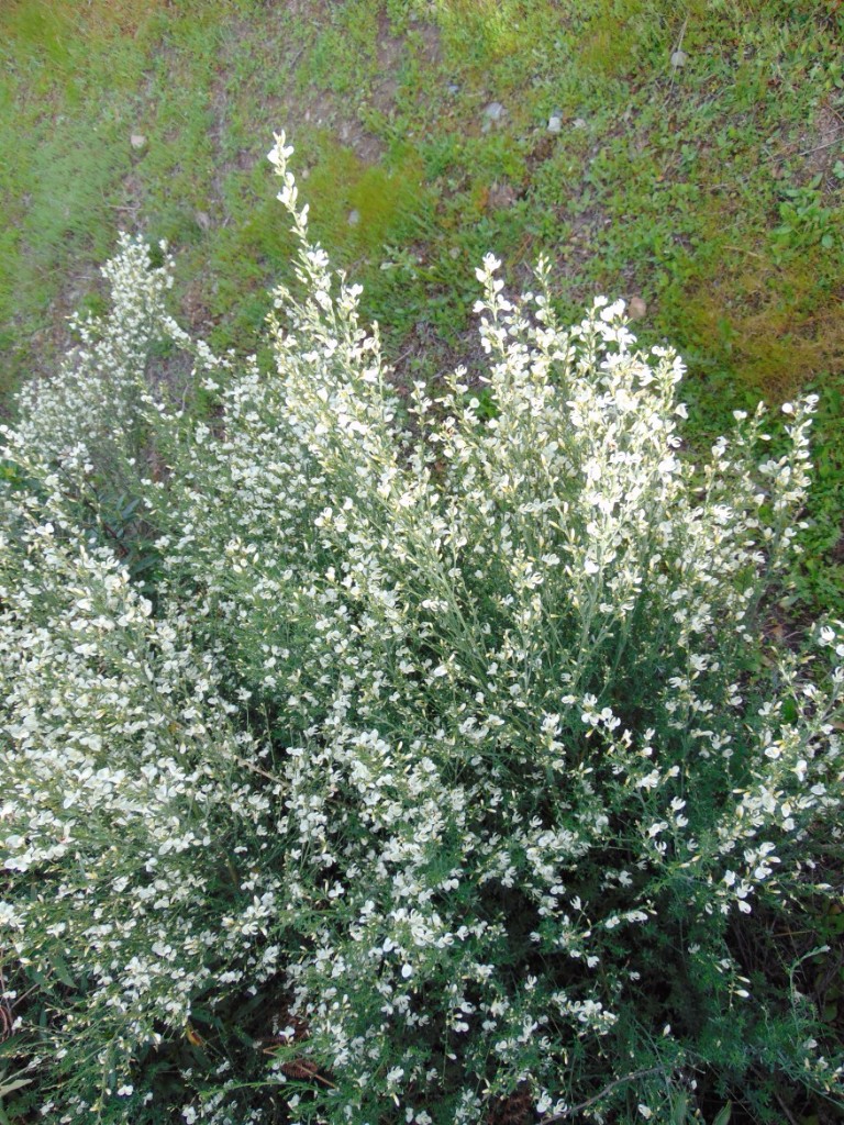 Giesta-Cytisus-Striatus-02 Giesta-Cytisus-Striatus-02