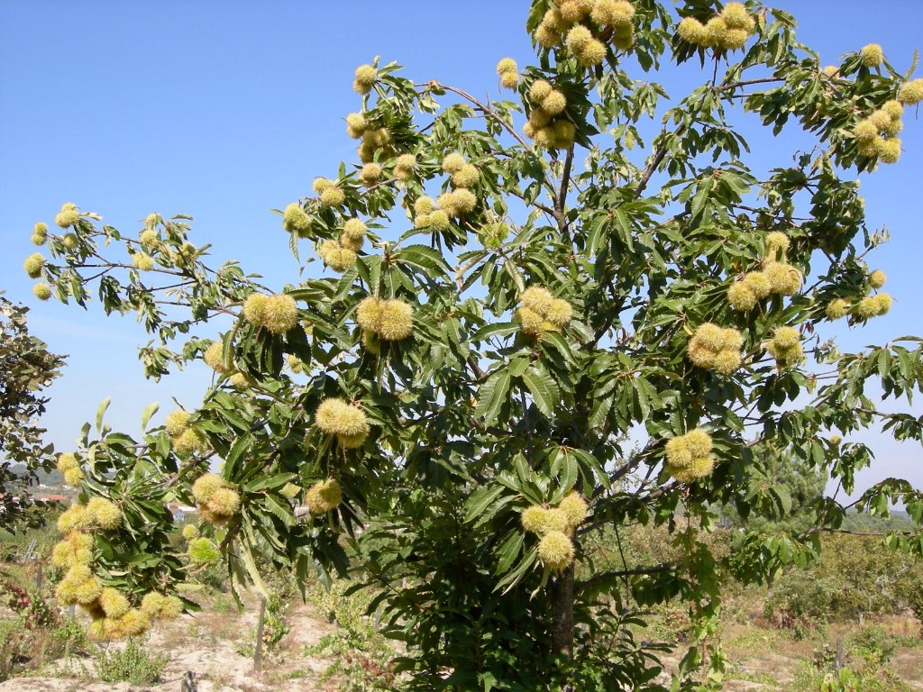 castanheiro-02