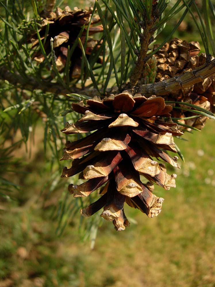 Pinheirosilvestre (Pinus Sylvestris L.) Museu Virtual de Manteigas